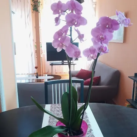 Apartment Sylvia Balatonalmadi